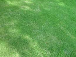 How to remove grass from your garden. Removing Large Areas Of Lawn To Replace With A Garden Horticulture