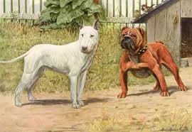 The bull and terriers were based on the old english bulldog (now extinct) and old english terriers with possible other terriers. The De Evolution Of The Bulldog Scienceline