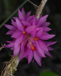 Image result for Cycnium filicalyx