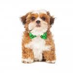When you come to my home you will always be able to meet both mom and dad to all puppies produced. Xczg9jpvtq Rwm