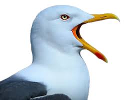 Image result for seagull