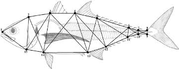 Image result for Cordyla