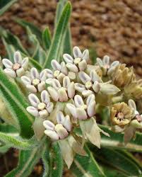 Image result for Asclepias meliodora