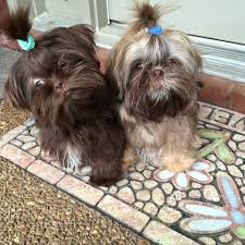 The Black One Looks A Bit Like Tuxedo Rip The Brown One Looks Like My 6 Month Old Tinkertoy Mgh Shih Tzu Shih Tzu Dog Shih Tzu Puppy