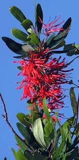 We did not find results for: Embothrium Coccineum New Zealand Plant Conservation Network