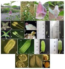 Image result for Sesamum radiatum