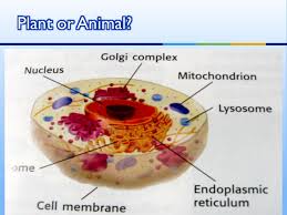 Maybe you would like to learn more about one of these? The Inside Story Prokaryotic Cells No Nucleus No Membrane Covered Organelles Circular Dna Bacteria Eukaryotic Cells Nucleus Membrane Covered Organelles Ppt Download