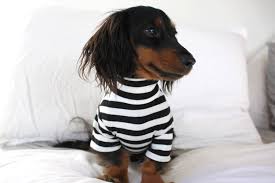 Black And White Striped Dog Bed Pablo Looking Mighty Fine In Our Black White Striped Dog Tee Black And White Dog Pet Clothes Dogs Tee