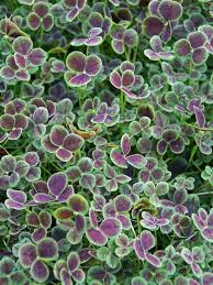 Image result for Trifolium polystachyum