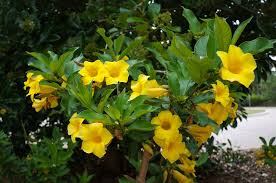 Image result for Allamanda schottii
