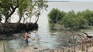 India: How water crisis is haunting Sundarban residents – DW – 03/17/2023