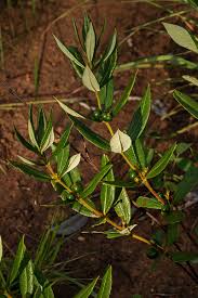 Image result for Fadogia homblei