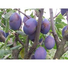 Image result for prunus domestica renkloda althana