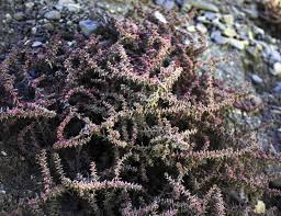 Image result for Lophiocarpus latifolius