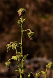 Image result for Laggera