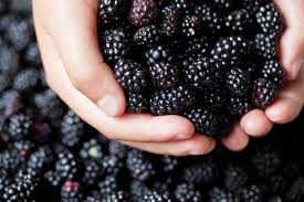 Die dünnen, weichen stacheln dienen nicht dem klettern. Erntezeit Bei Brombeeren Wann Sind Sie Reif