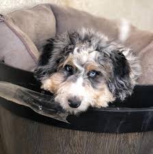 Find a aussiedoodle puppy from reputable breeders near you in california. California Aussiedoodles Home Facebook