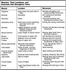 How To Excercise Different Muscles Muscle Name Location And Movement Muscle Body Muscle Skeletal Muscle