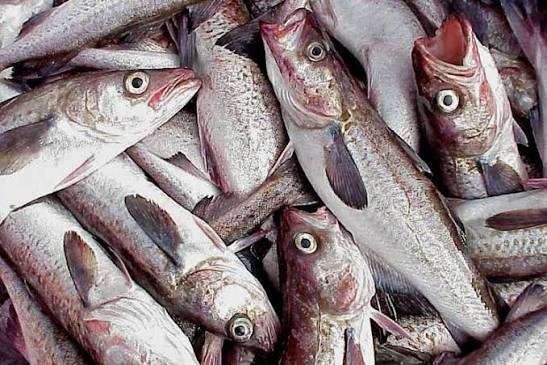 Alaska Pollock | NOAA Fisheries