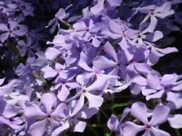 Garden phlox is a staple of the garden border. 3 Creeping Phlox Lavender Live Perennial Bare Root Large Healthy Plants For Sale Online Ebay
