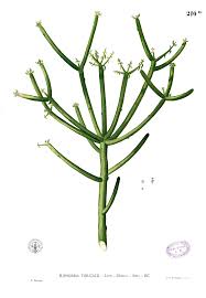 Image result for Euphorbia tirucalli