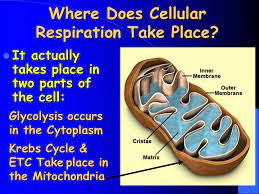 We did not find results for: Cellular Respiration Ppt Download