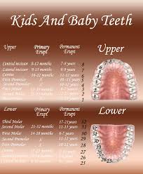 Kids And Baby Teeth Evolution Tooth Number Chart