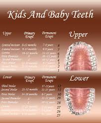 kids and baby teeth evolution tooth number chart