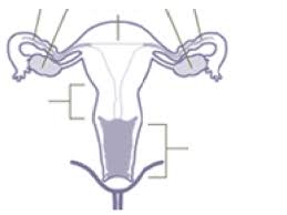 Maybe you would like to learn more about one of these? Aparato Reproductor Femenino Para Ninos De Primaria Para Colorear Habitos De Ninos