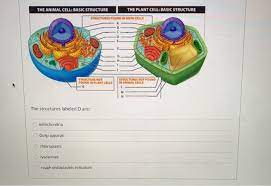 Animals, plants, fungi, and protists are all made up of at least one eukaryotic cell. The Animal Cell Basic Structure The Plant Cell Chegg Com