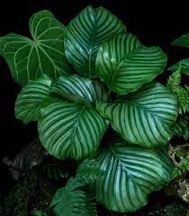 How To Care For Calathea Orbifolia Smart Garden Guide Smart Garden Calathea Orbifolia Calathea Plant