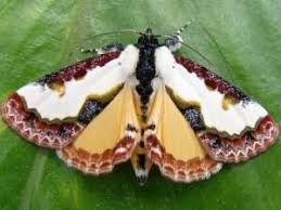Black And White Spotted Moth Meaning Machele White S Pearly Wood Nymph Moth 9299 Wood Nymphs Moth Nymph
