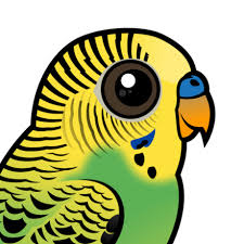 Esa astronaut thomas pesquet will conduct an experiment on the international space station to see how the blob's behaviour is affected by microgravity. Cute Budgerigar By Birdorable Meet The Birds