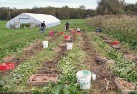 When to plant sweet potato? Sweet Potato Harvest Sustainable Market Farming