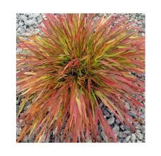 Image result for hakonechloa macra nicolas