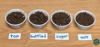 The labor of tending to your plants boosts physical health, as it's an excellent way to exercise, and spending time among. Plants Science Experiments Teaching How Plants Grow Lessons For Little Ones By Tina O Block