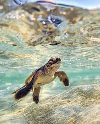 Australia On Twitter Cute Baby Turtles Cute Animals Animals
