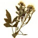 Image result for Nasturtium microphyllum