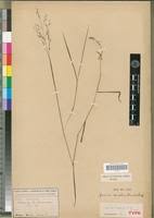 Image result for Panicum nervatum