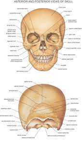 We discuss the anatomy, function and pathologies of the skull bones. Fysiurgisk Massor Tag Hand Om Din Krop