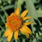 Image result for Pascalia glauca