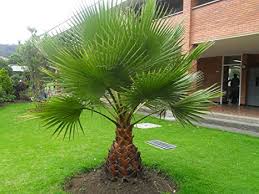 Planted in 2004 and covered with a tarp each winter, this palm keep growing and growing. Lot De 10 Graines Et Washingtonia Robusta Graines De Palmiers Resistant