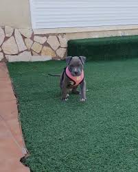 Adorable pit bull puppies Near me