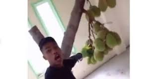 Daging buah yang matang sering kali dimakan dalam keadaan segar, dicampur dalam es, dihaluskan menjadi minuman (jus), atau diolah menjadi aneka jenis makanan daerah: Viral Pria Ini Biarkan Pohon Nangka Tumbuh Di Rumahnya Ternyata Begini Faktanya Merdeka Com