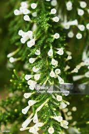 Image result for Fabiana imbricata