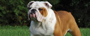 With their breeder, waiting for you! English Bulldog Dog Breed Profile Petfinder