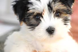 This keen instinct makes this dog breed as feisty as they are fun. Parti Yorkie Vs Standard Yorkie What S The Difference And Why A Parti Yorkie Yorkie Passion
