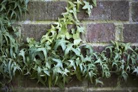 It can even grow up the sides of walls to soften architectural lines and create an old world charm to plant ivy at the base of the wall you wish it to climb. A Vital Vine 11 Best Varieties Of Ivy Gardenista