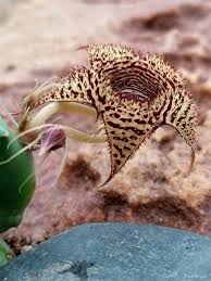 Image result for Huernia volkartii