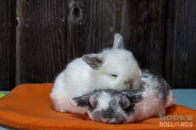 This litter of 5 baby rabbits includes two opal. Holland Lop Siblings 2 Week Old Baby Bunnies Baby Bunnies Cute Animals Pet Rabbit
